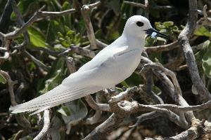 Fotó: White tern