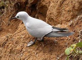 Fotó: Grey noddy