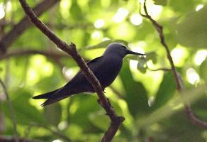 Fotó: Lesser noddy