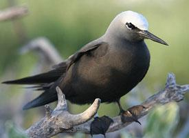 Fotó: Black noddy