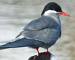 Fotó: Kerguelen tern