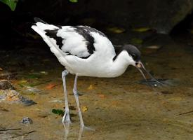 Fotó: Pied avocet