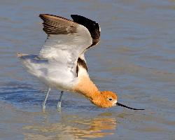 Fotó: American avocet