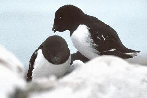 Fotó: Little auk