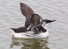 Fotó: Common murre