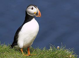 Fotó: Atlantic puffin