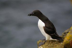 Fotó: Razorbill