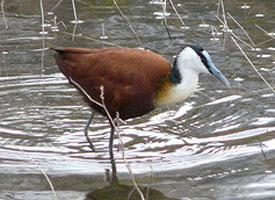 Fotó: African jacana