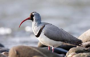 Fotó: Ibisbill