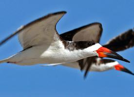 Fotó: Black skimmer