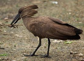 Fotó: Hamerkop