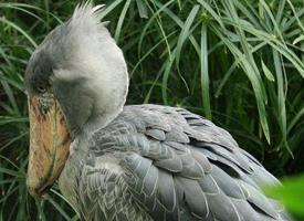 Fotó: Shoebill