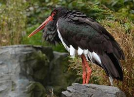 Fotó: Black stork