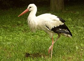 Fotó: White stork