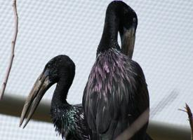 Fotó: African openbill