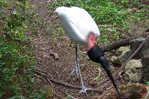 Fotó: Jabiru