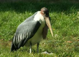 Fotó: Marabou stork