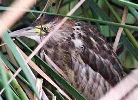 Fotó: Little bittern