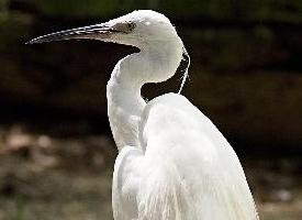 Fotó: Little egret