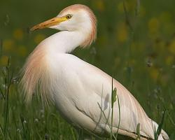 Fotó: Cattle egret