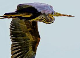 Fotó: Purple heron