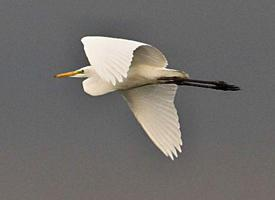 Fotó: Great egret