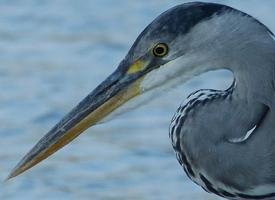 Fotó: Grey heron