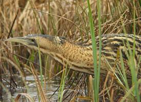 Fotó: Eurasian bittern