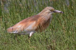 Fotó: Squacco heron