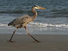 Fotó: Great blue heron