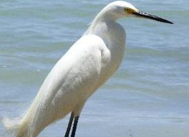 Fotó: Snowy egret