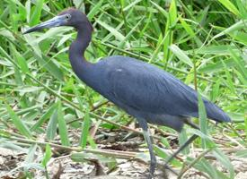 Fotó: Little blue heron