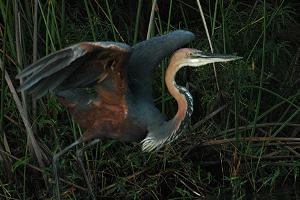 Fotó: Goliath heron