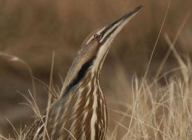 Fotó: American bittern