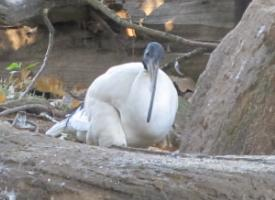 Fotó: African sacred ibis