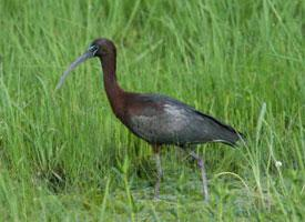 Fotó: Glossy ibis