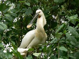 Fotó: Eurasian spoonbill