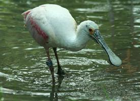 Fotó: Roseate spoonbill