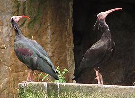 Fotó: Northern bald ibis