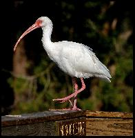 Fotó: American white ibis