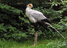 Fotó: Secretarybird