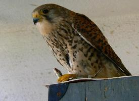 Fotó: Common kestrel