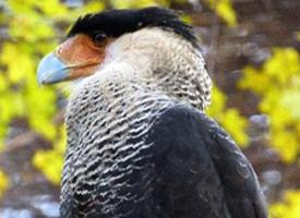 Fotó: Crested caracara