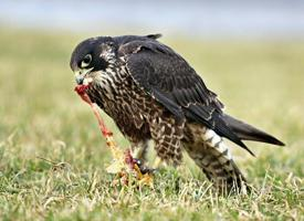 Fotó: Peregrine falcon