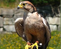 Fotó: Lanner falcon