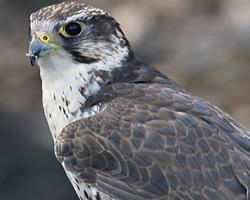 Fotó: Saker falcon