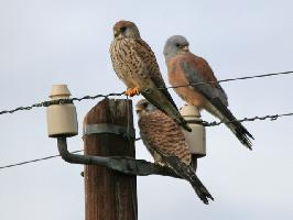 Fotó: Lesser kestrel