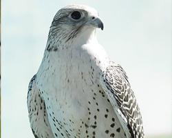 Fotó: Gyrfalcon