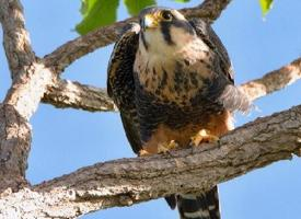 Fotó: Aplomado falcon