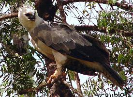 Fotó: Harpy eagle